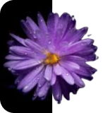 Background Remover
