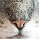 Upscalepics trial image cat
